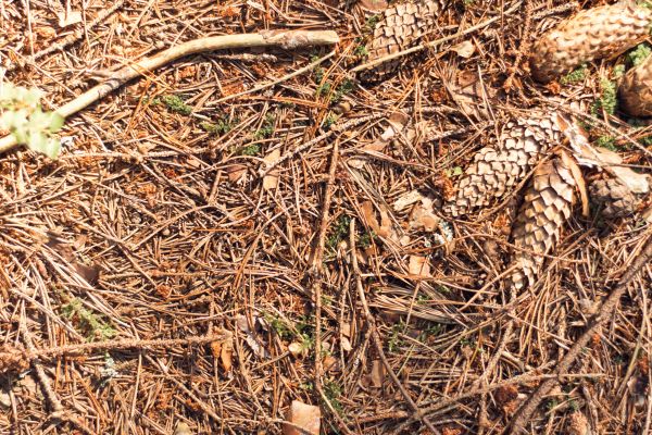 Pine Needles Removal in Santa Ana