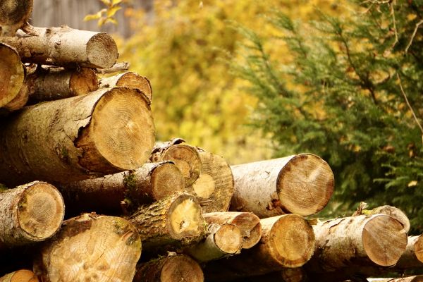 Wood Pile Removal in Santa Ana