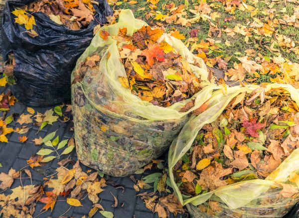 Yard Cleanup Service in Santa Ana