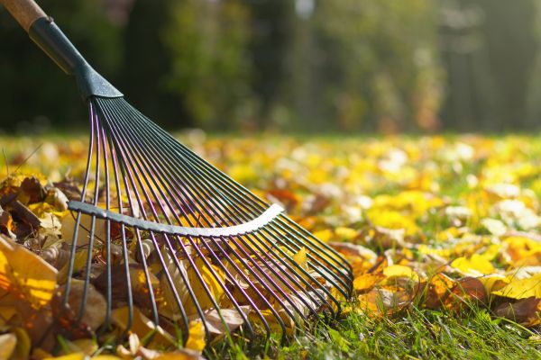 Leaf Raking Service in Santa Ana