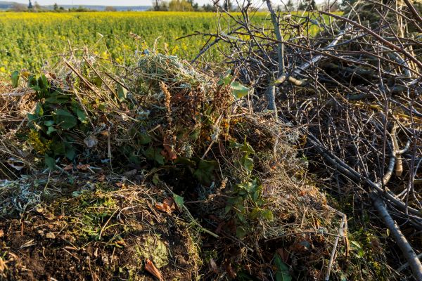 Brush Disposal in Santa Ana