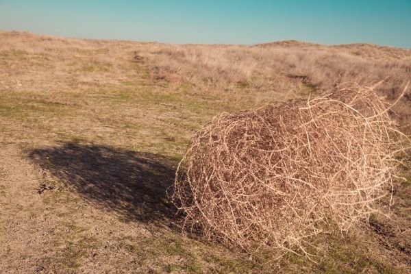 Tumbleweed Removal in Santa Ana