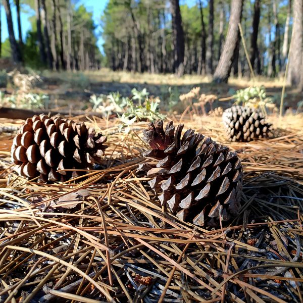 Pine Cone Removal in Santa Ana