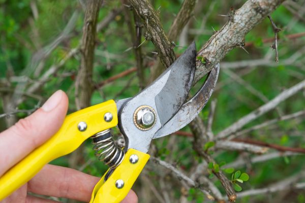 Limbs Removal in Santa Ana