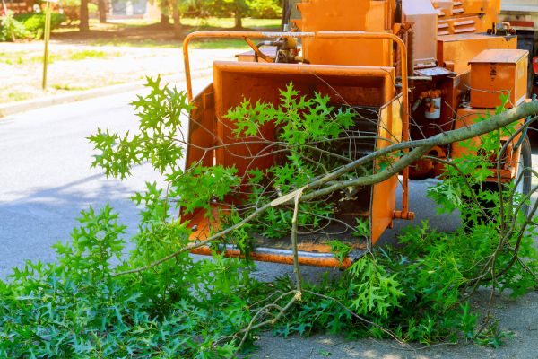 Tree Branches Removal in Santa Ana