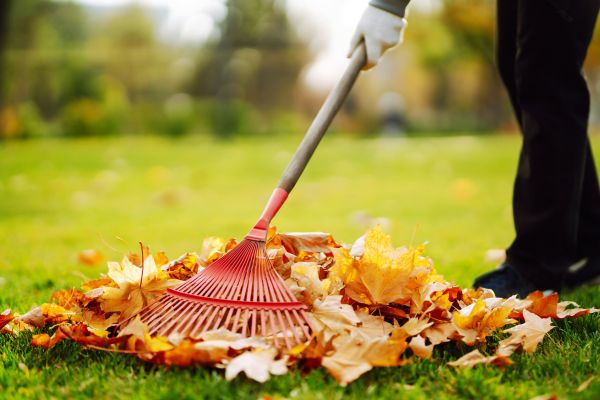 Cost of Ditch Leaf Removal in Santa Ana