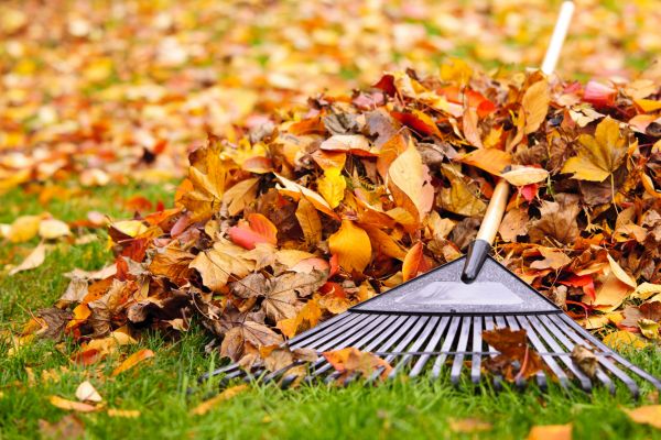 Yard Leaf Removal in Santa Ana