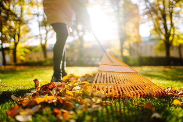 Leaves Raking in Santa Ana
