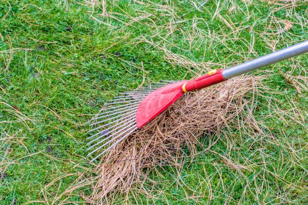 Yard Raking in Santa Ana