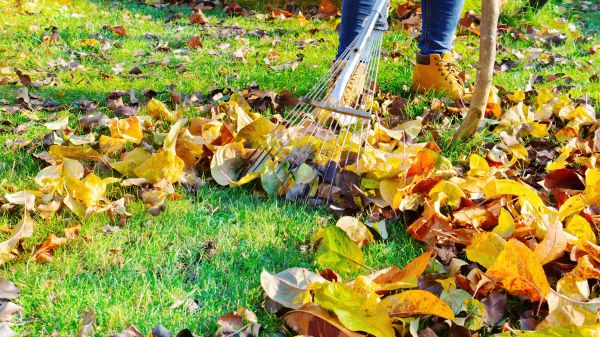 Lawn Cleanup Service in Santa Ana