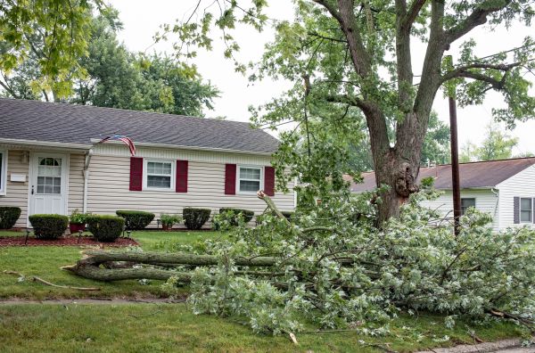Fallen Branch Removal in Santa Ana